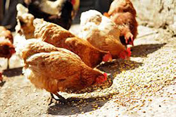 Enhancing chicken meat production with nutrient feedstocks variations