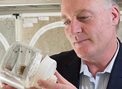 Professor looking at fruit flies in a lab