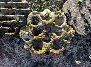 A section of a living seawall. Three marine habitat panels, each with a different texture, support various plant and animal life.