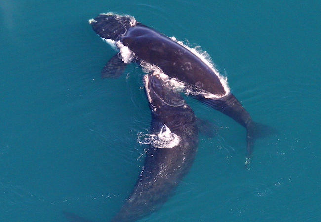 North Atlantic right whale with calf - credit NOAA