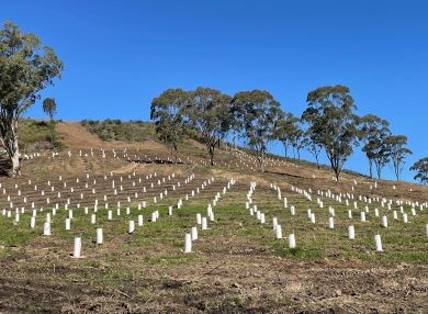 rows of plants raised on recycled water for assessment