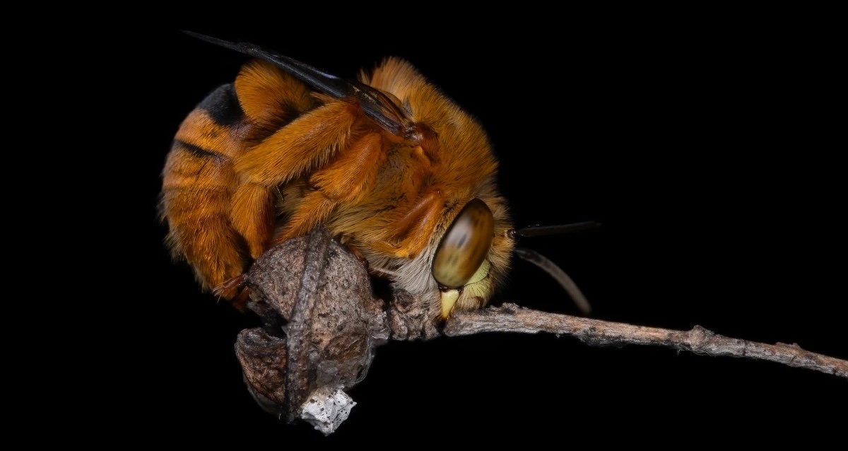 Amegilla bombiformis, the teddy bear bee