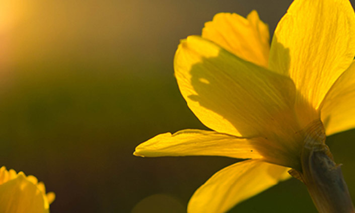 Two daffodils.