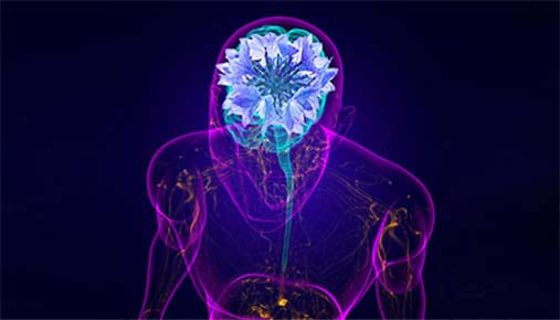 Graphic of a human torso with a blue cornflower as the brain