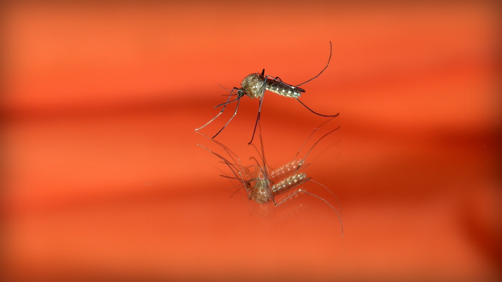 Mosquito