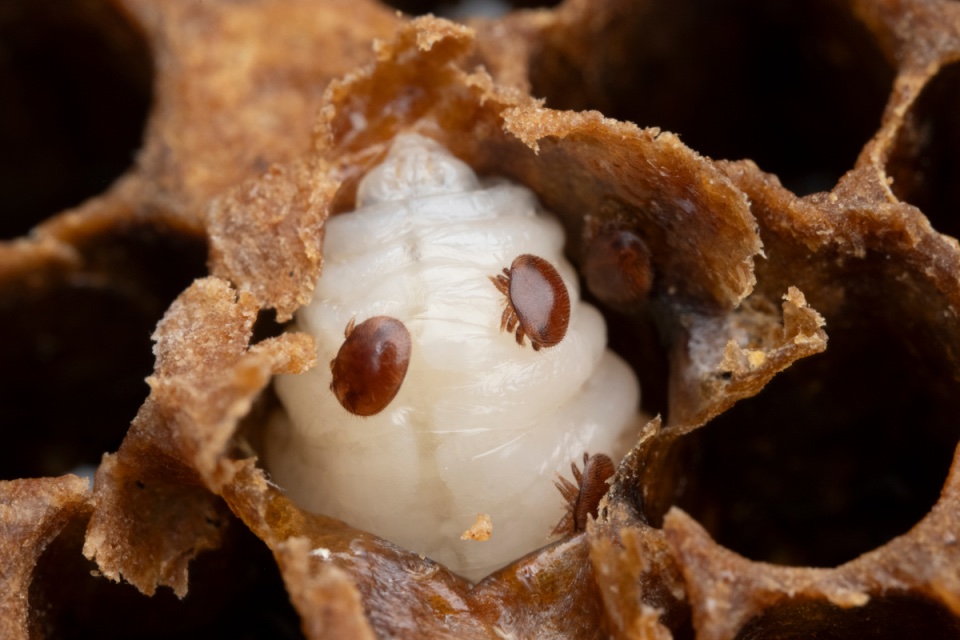 Varroa mite