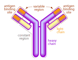 Antibody characterisation