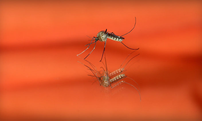 Close up of mosquito with orange background