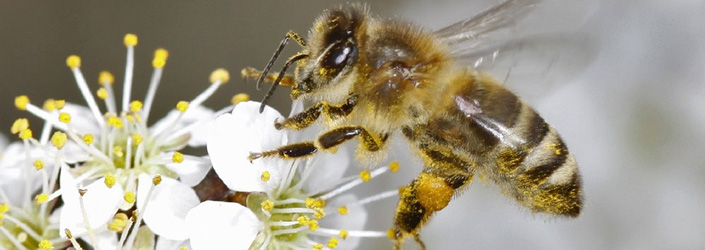 Macro photograph of a bee pollinating flowers