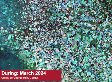 Arial shot of bright coloured Coral on the Great Barrier Reef at Lizard Island. Text in bottom right dating march 2024