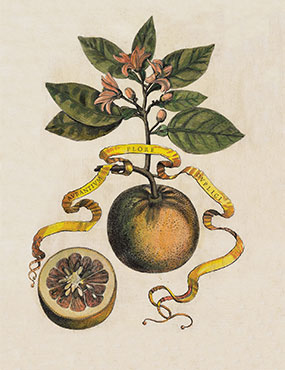 Hand drawn citrus fruit with riben banner 