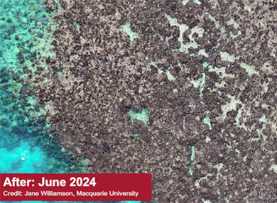 Arial shot of the same coral now dead and bleached. Text in bottom right dating June 2024