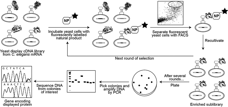 Yeast Display