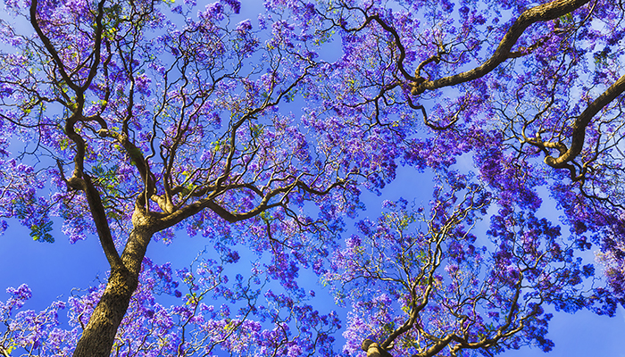 Jacaranda Tree