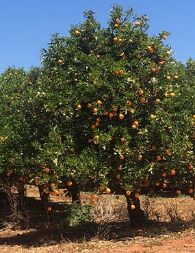 Fruit trees