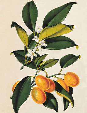 Hand drawn kumquat with stems and leaves