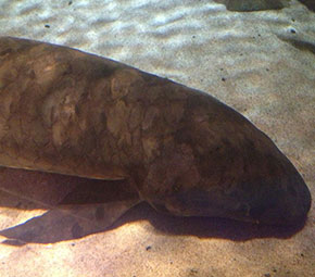 Lungfish