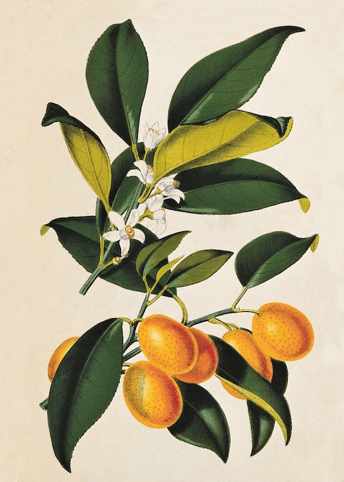 1876 drawing of kumquat