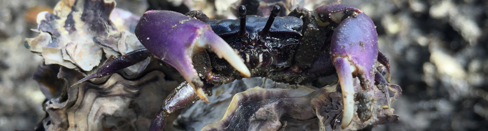 Crab sitting on rocks