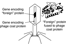 Phage Display