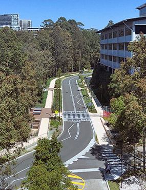 Road flanked with dense native trees, buildings and a crosswalk.