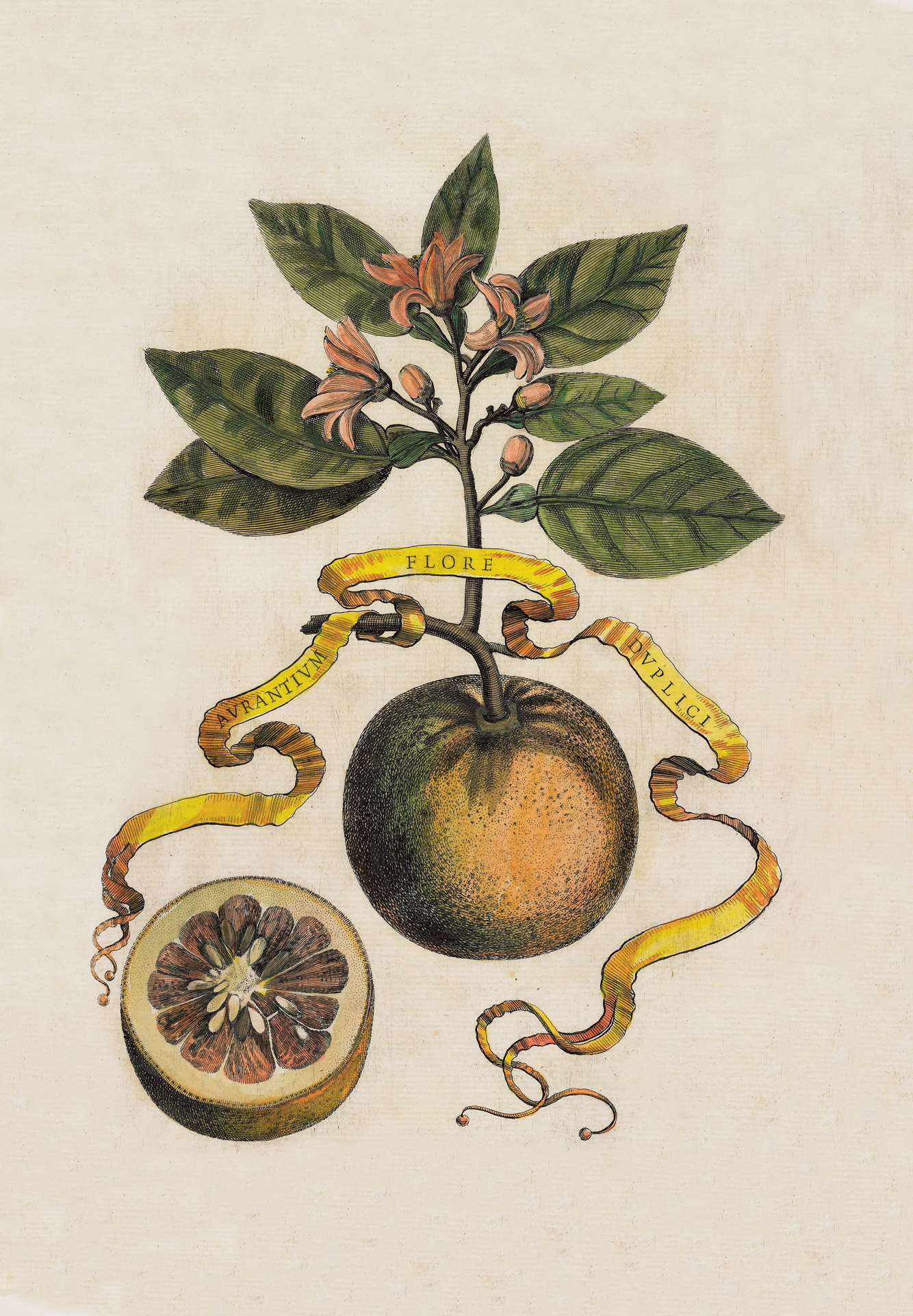 Citrus engraving from Ferrari, 1646