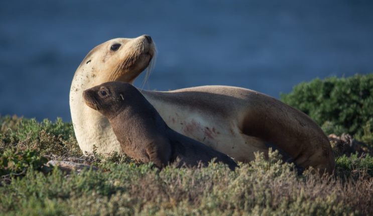 It’s the mother and child reunion: sea lion mothers spot their pups in a crowd