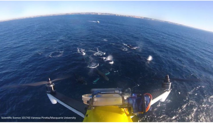 Boogie flights: how scientists are monitoring whale health by using drones to collect their blow