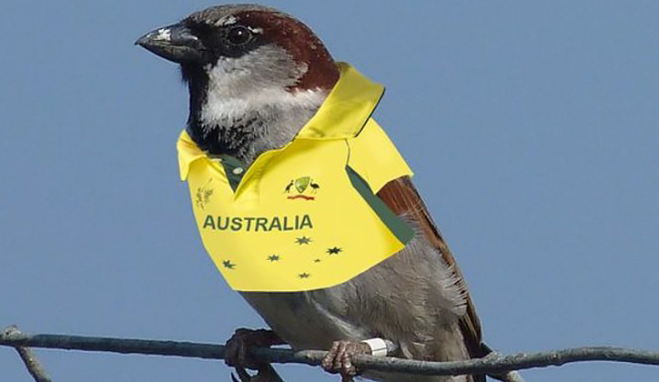  Come on Australia. Celebrate World Sparrow Day! Isabel Winney/Peri Bolton, Author provided.